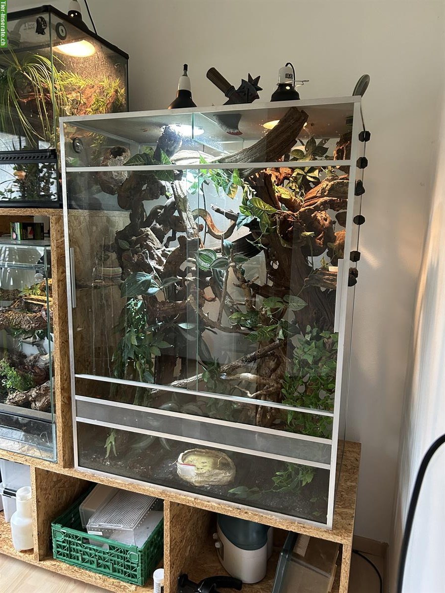 Bild 2: Kronengecko, optional mit Terrarium