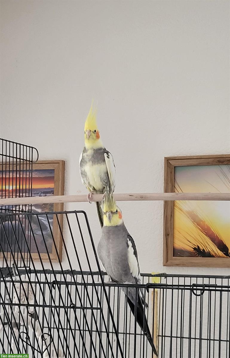 Nymphensittich Paar inkl. Vogelkäfig und Ausstattung