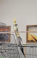 Nymphensittich Paar inkl. Vogelkäfig und Ausstattung