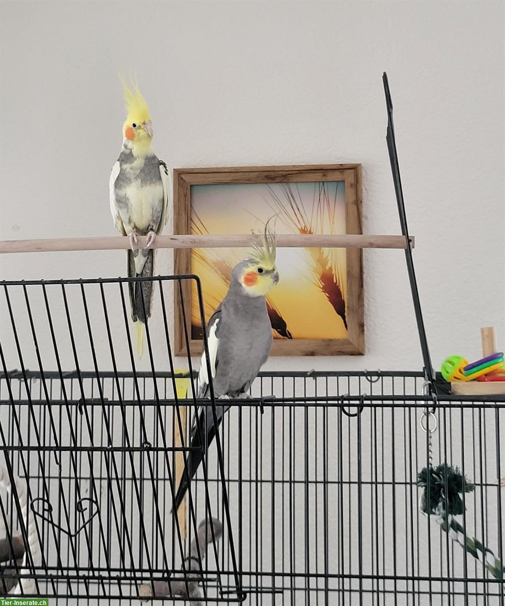 Bild 2: Nymphensittich Paar inkl. Vogelkäfig und Ausstattung