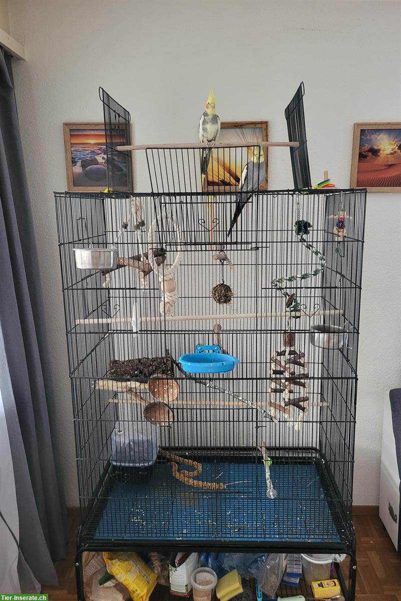 Bild 3: Nymphensittich Paar inkl. Vogelkäfig und Ausstattung