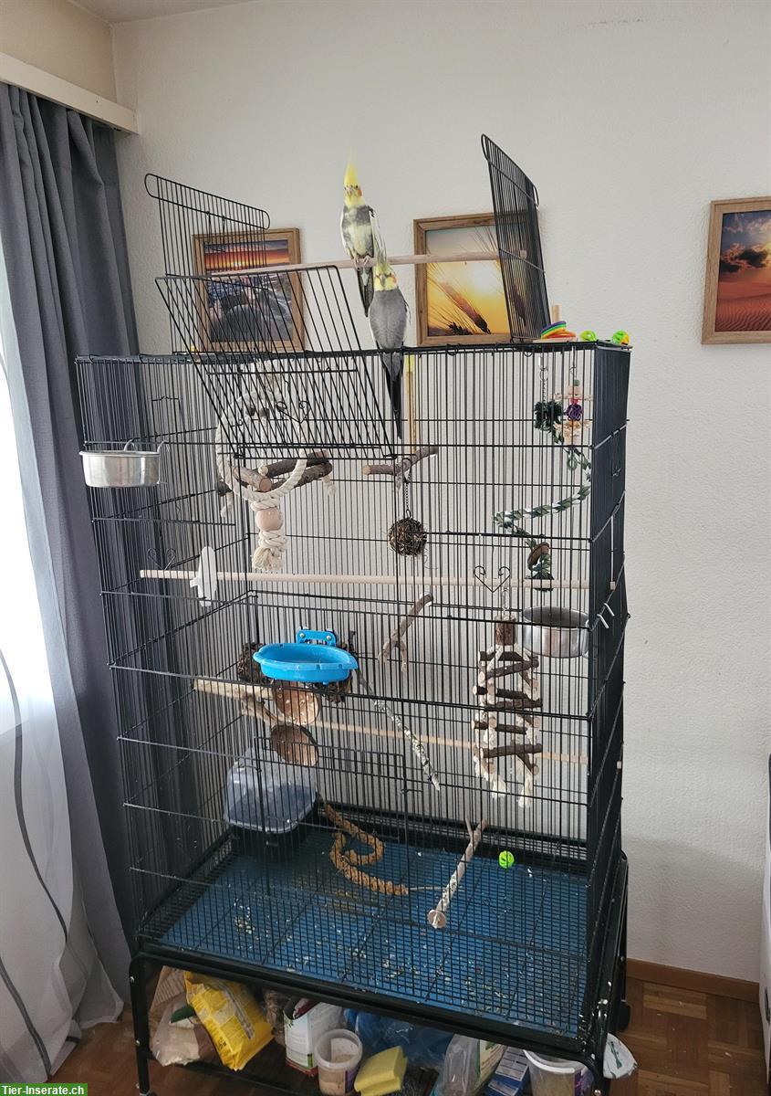 Bild 4: Nymphensittich Paar inkl. Vogelkäfig und Ausstattung