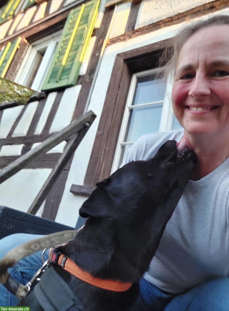 Bild 10: Arno – ein junger Labrador Rüde sucht sein Zuhause