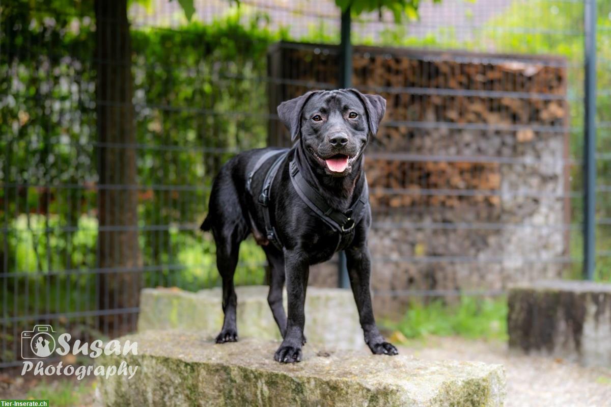 Bild 2: Arno – ein junger Labrador Rüde sucht sein Zuhause
