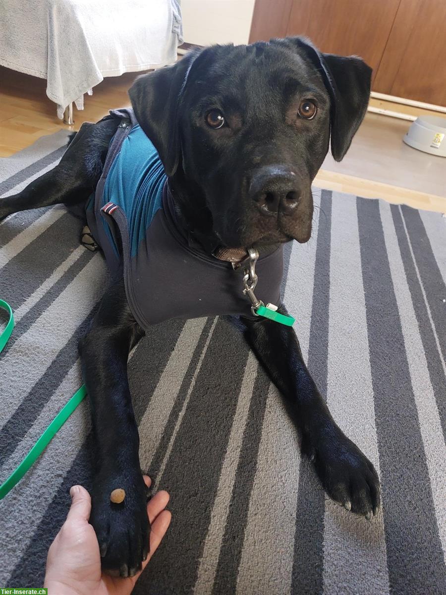 Bild 4: Arno – ein junger Labrador Rüde sucht sein Zuhause