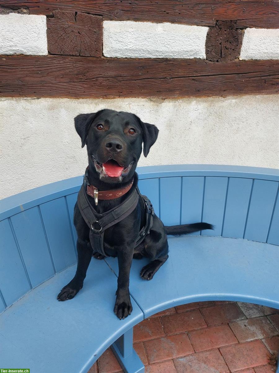 Bild 5: Arno – ein junger Labrador Rüde sucht sein Zuhause