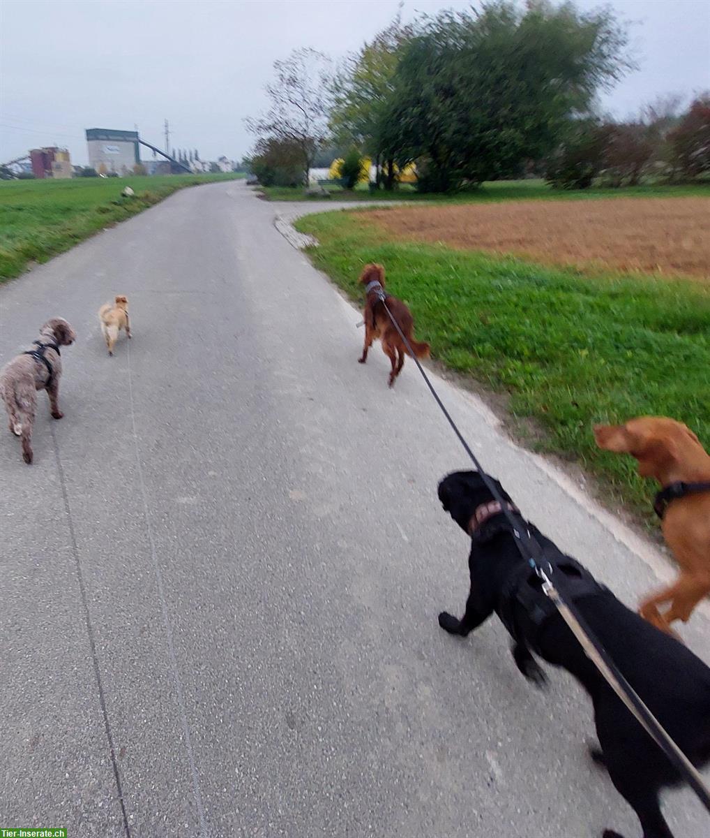 Bild 6: Arno – ein junger Labrador Rüde sucht sein Zuhause