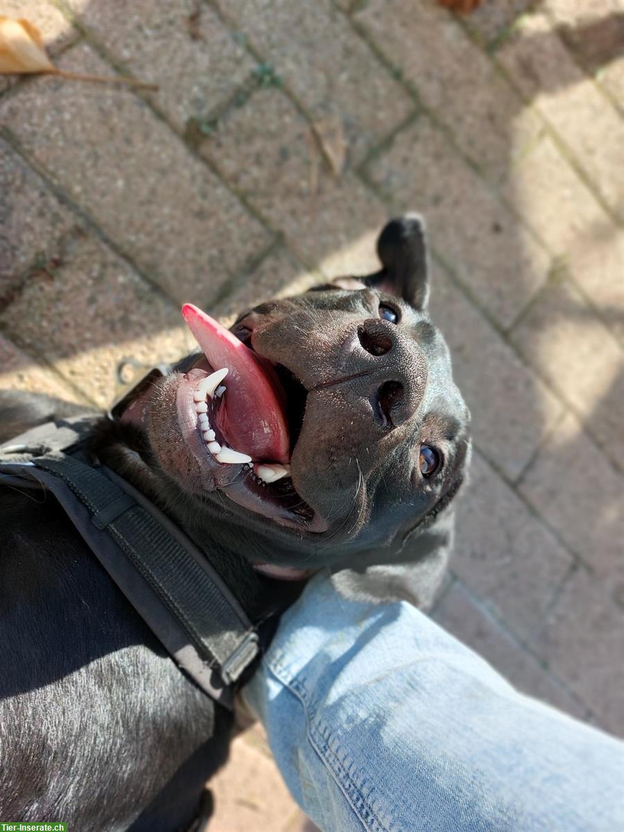 Bild 7: Arno – ein junger Labrador Rüde sucht sein Zuhause