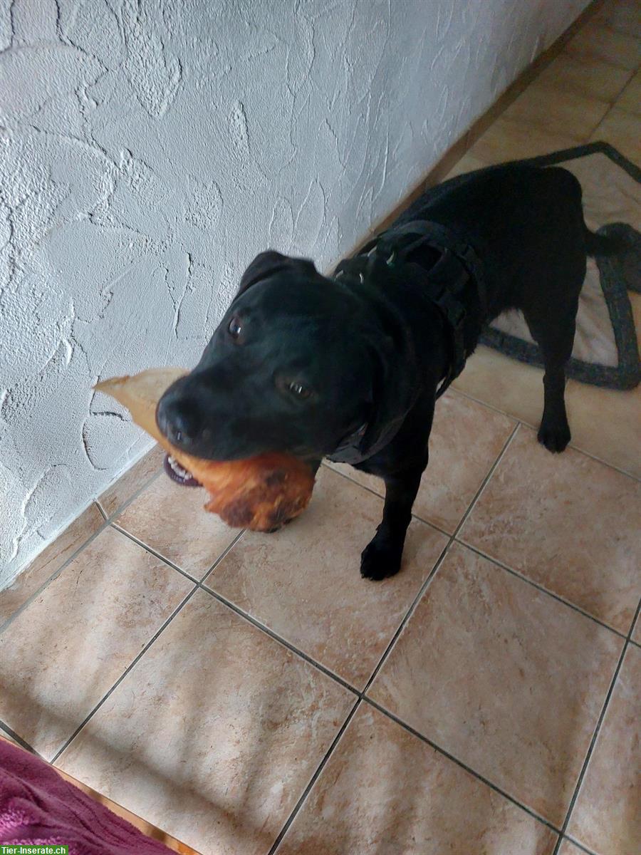 Bild 8: Arno – ein junger Labrador Rüde sucht sein Zuhause