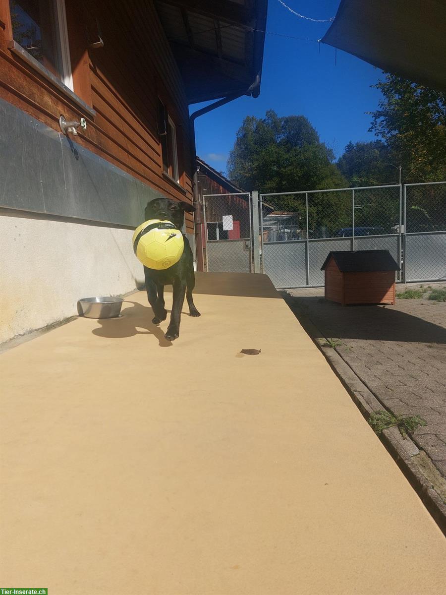 Bild 9: Arno – ein junger Labrador Rüde sucht sein Zuhause