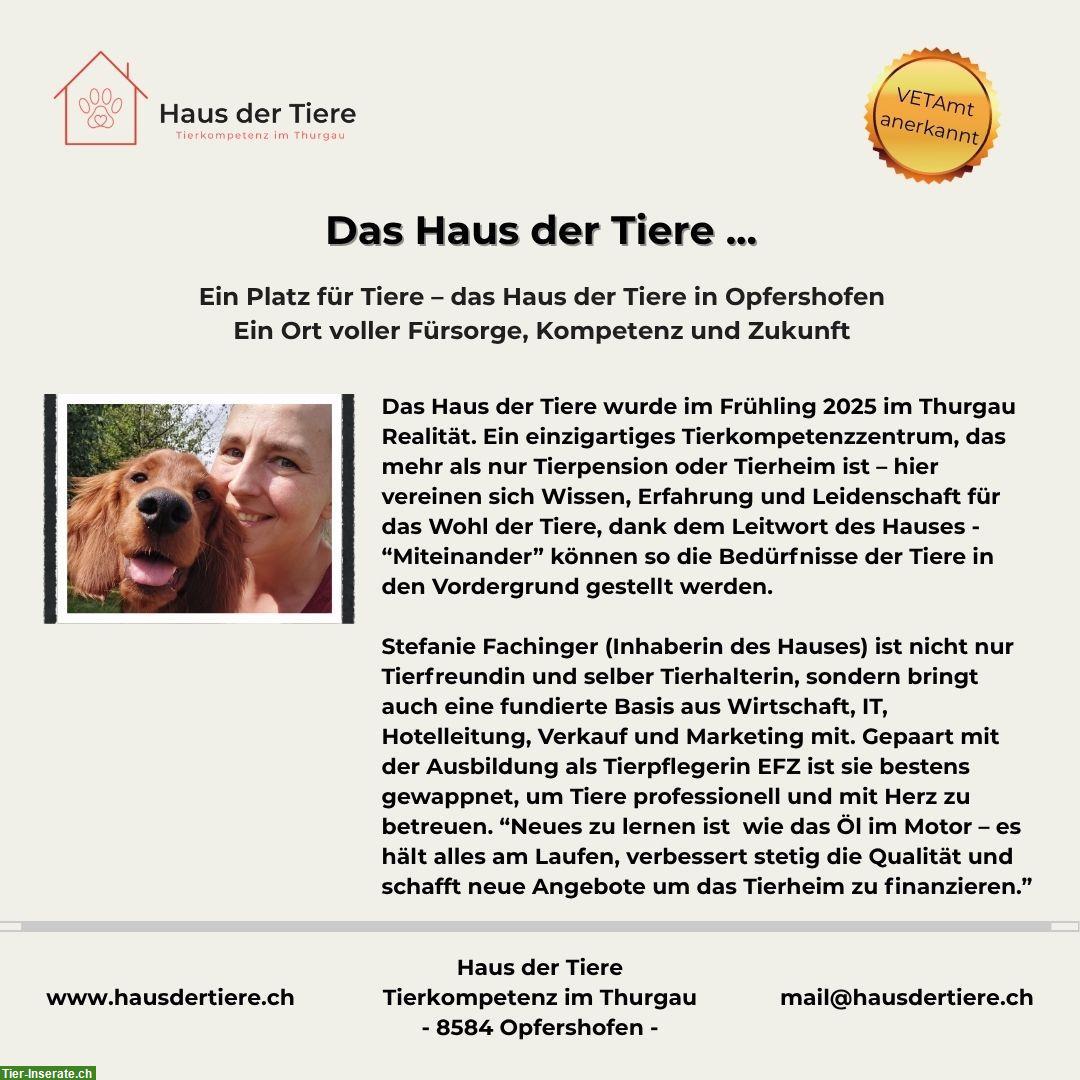 Bild 2: Kapazitäten frei in unserer Hundepension & Tierheim