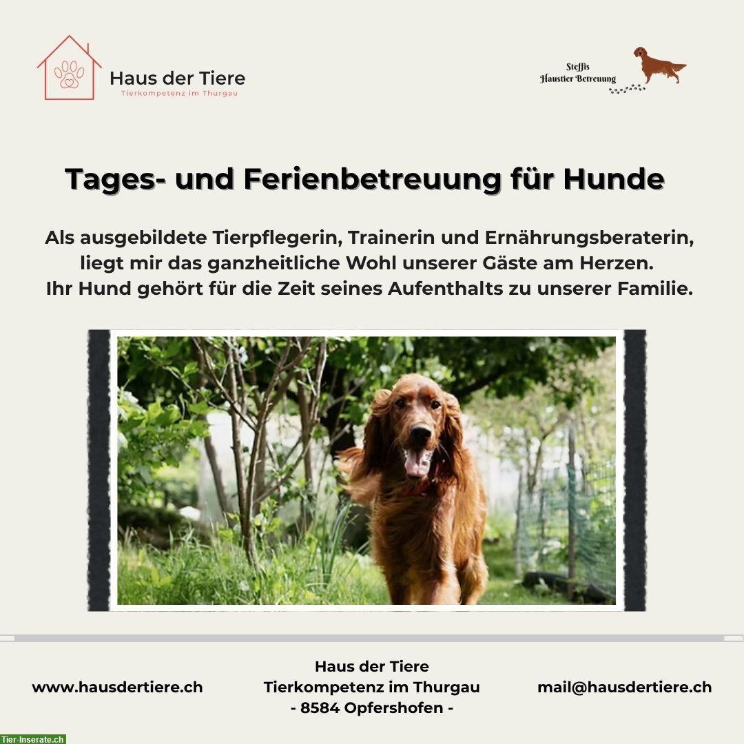 Bild 4: Kapazitäten frei in unserer Hundepension & Tierheim