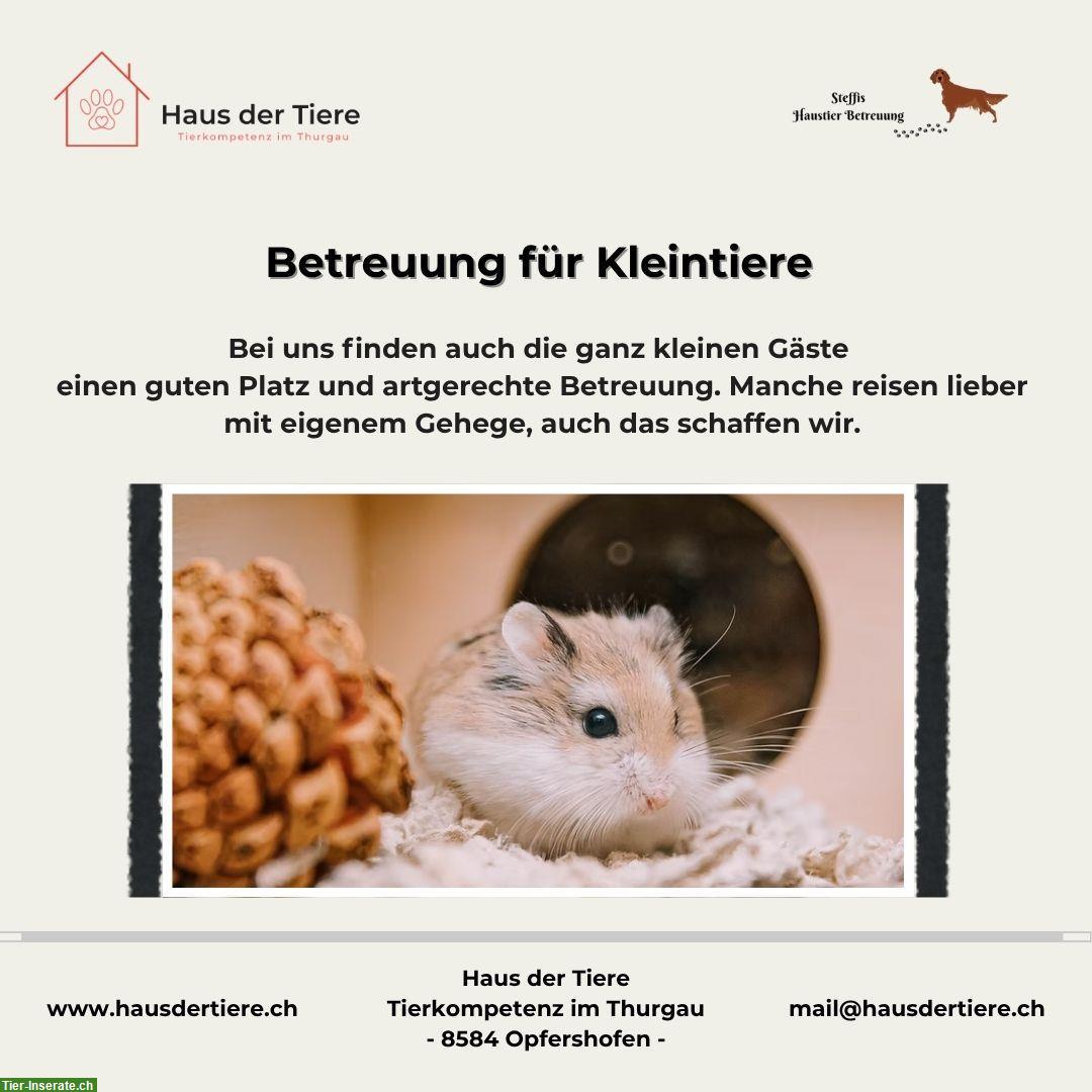 Bild 6: Kapazitäten frei in unserer Hundepension & Tierheim