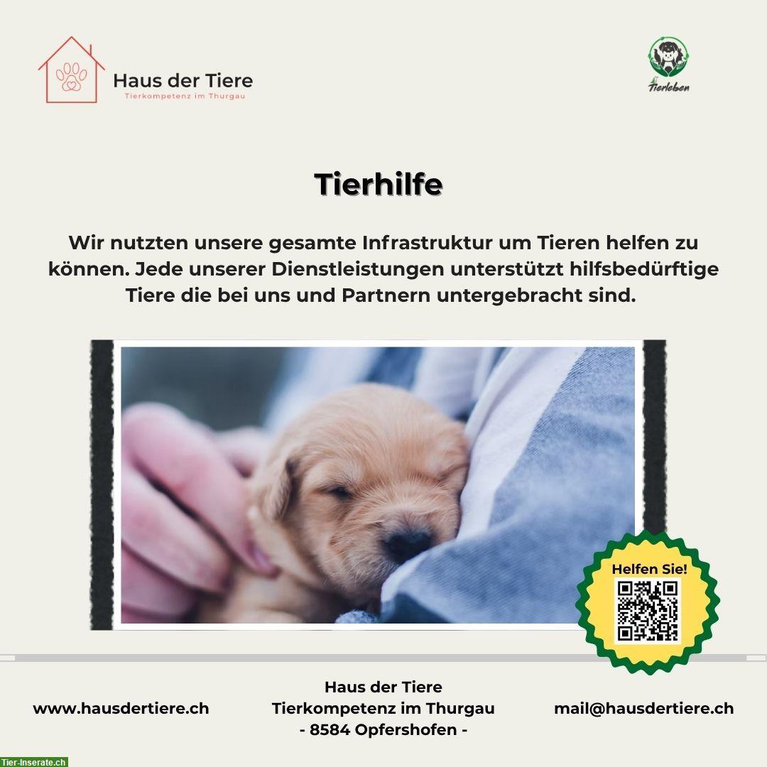Bild 7: Kapazitäten frei in unserer Hundepension & Tierheim