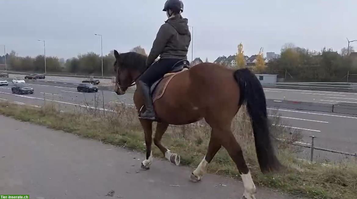 Tolle Freiberger Stute, Stockmass ca. 157cm