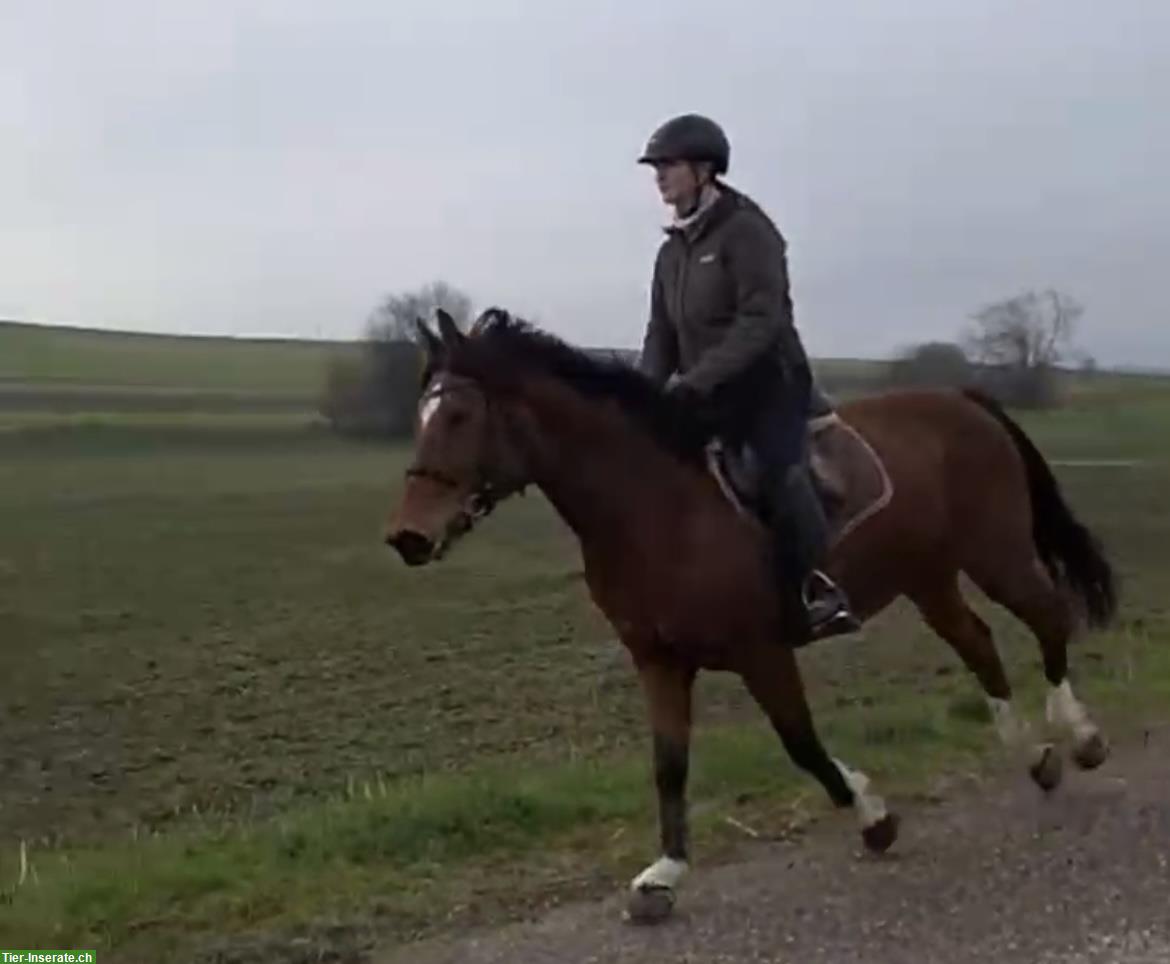 Bild 2: Tolle Freiberger Stute, Stockmass ca. 157cm