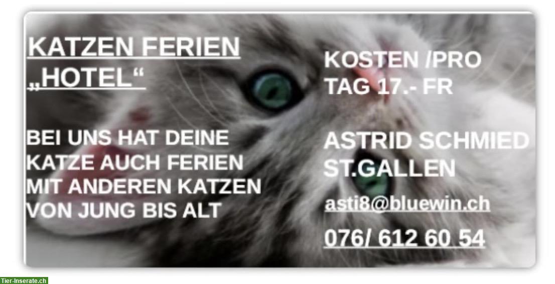 Katzen Ferien Hotel - Kanton St. Gallen
