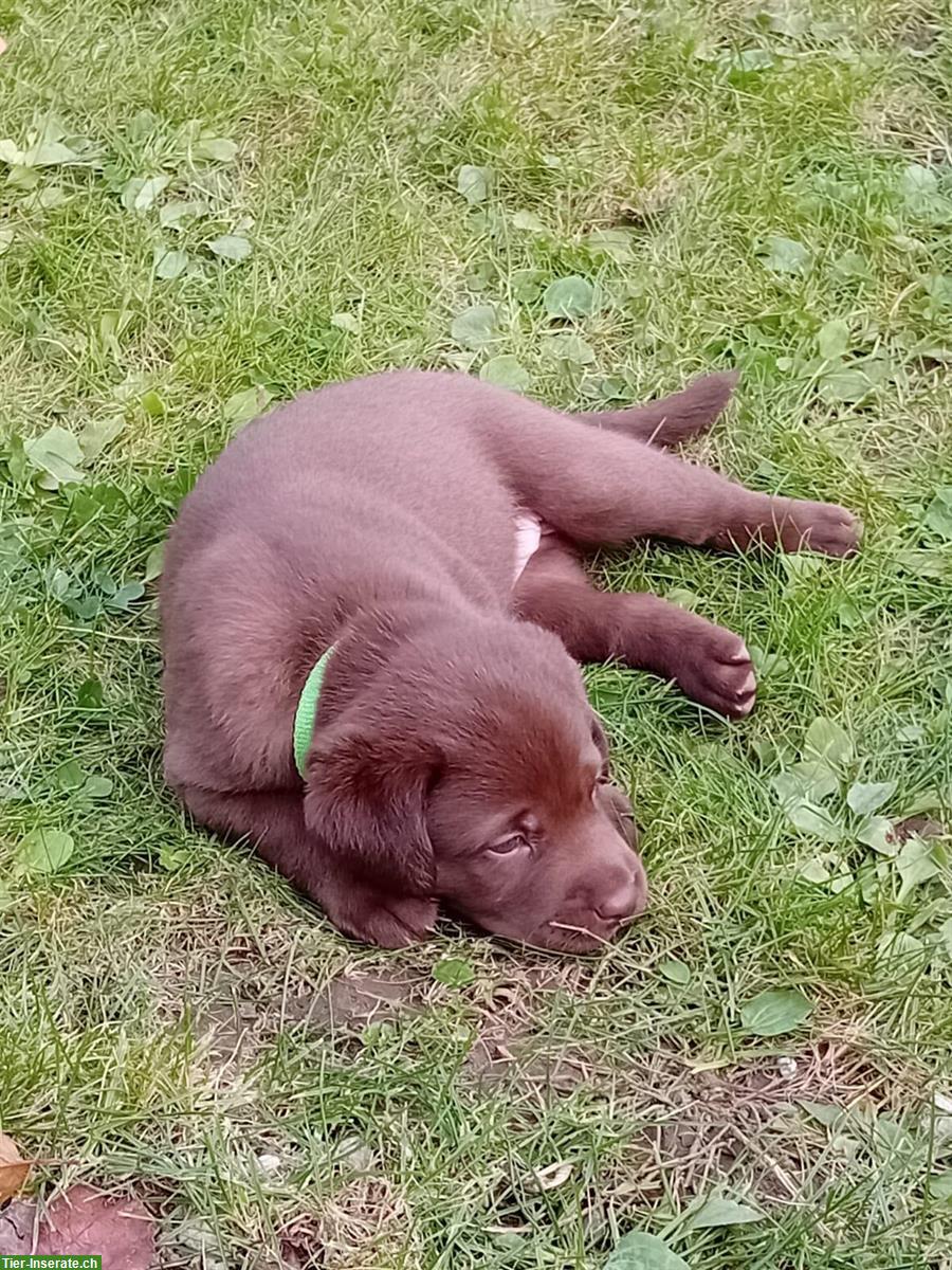 Reinrassiger Labrador Welpe, Rüde, braun