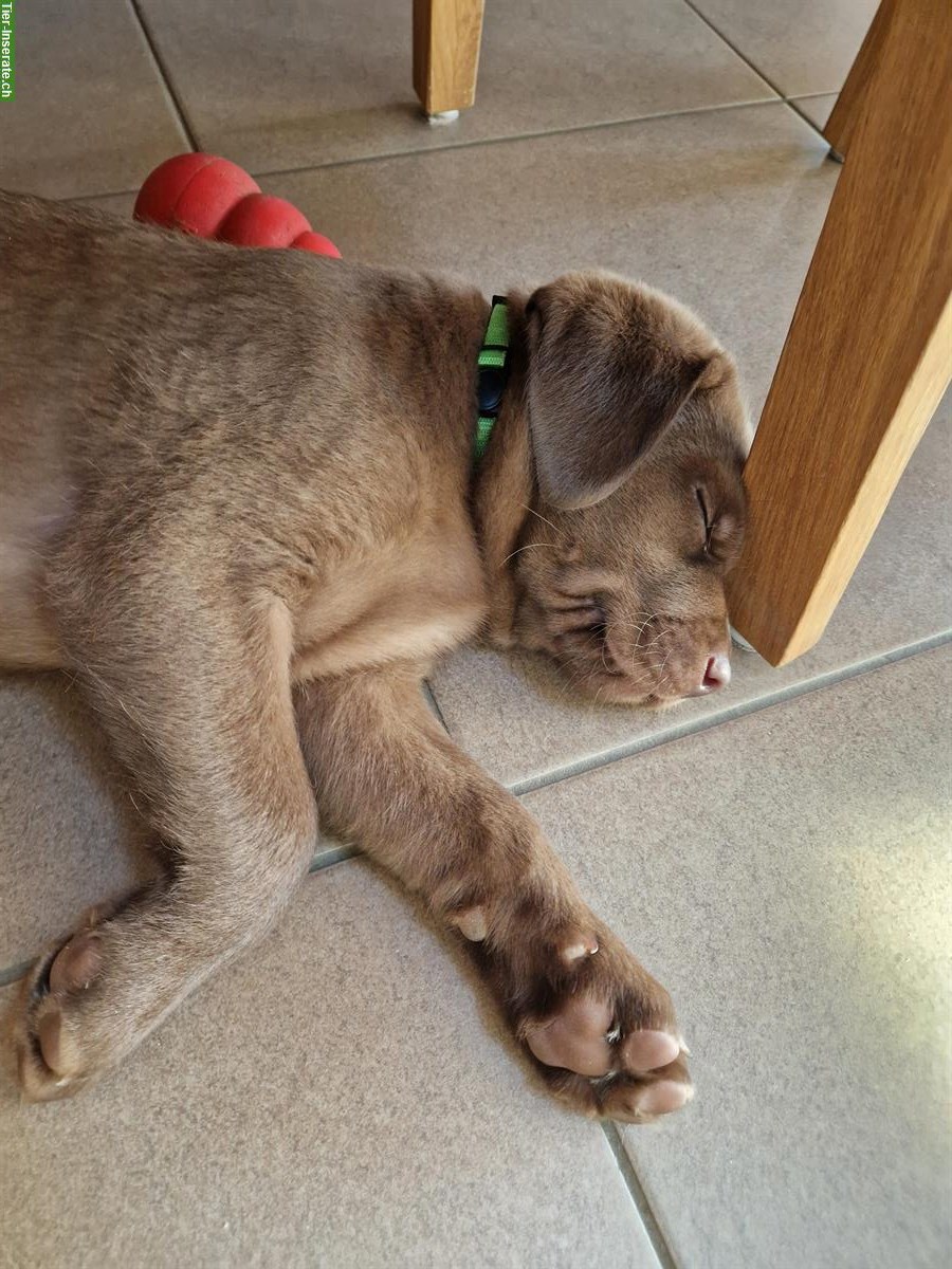 Bild 2: Reinrassiger Labrador Welpe, Rüde, braun