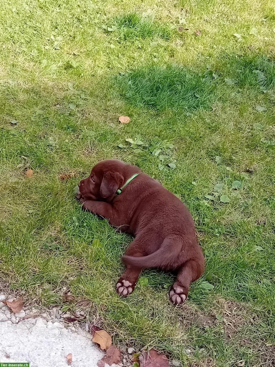 Bild 3: Reinrassiger Labrador Welpe, Rüde, braun