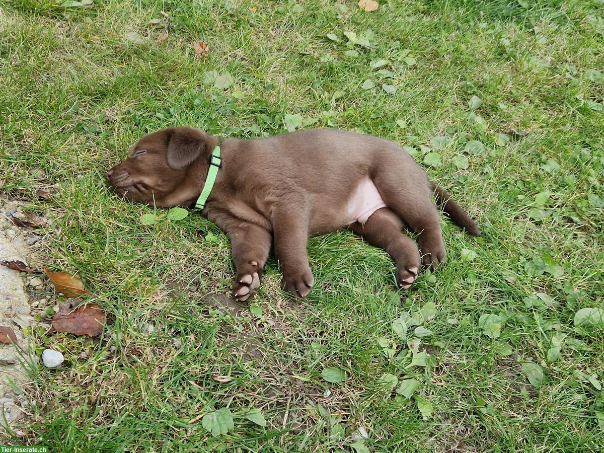 Bild 4: Reinrassiger Labrador Welpe, Rüde, braun