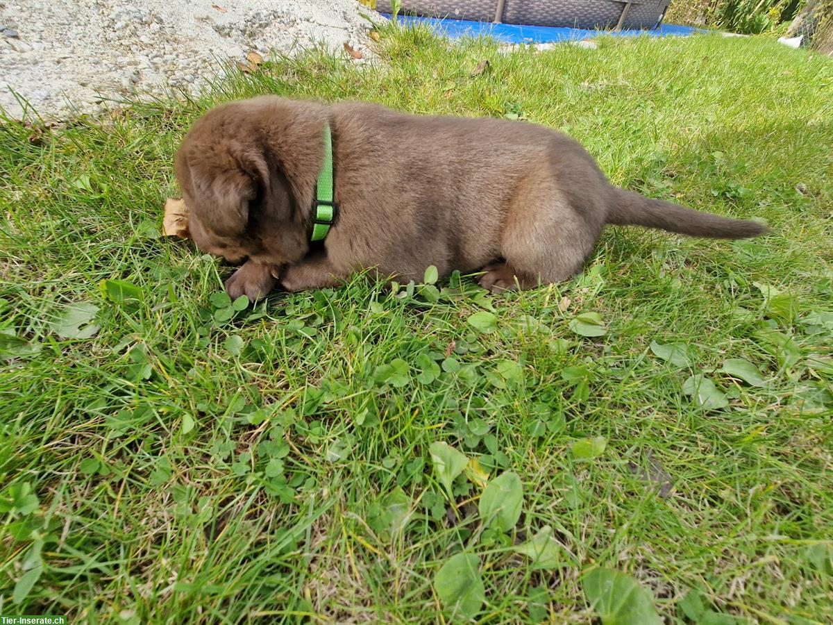 Bild 5: Reinrassiger Labrador Welpe, Rüde, braun