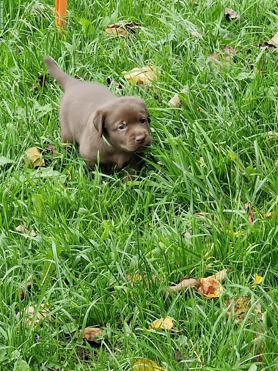 Bild 6: Reinrassiger Labrador Welpe, Rüde, braun