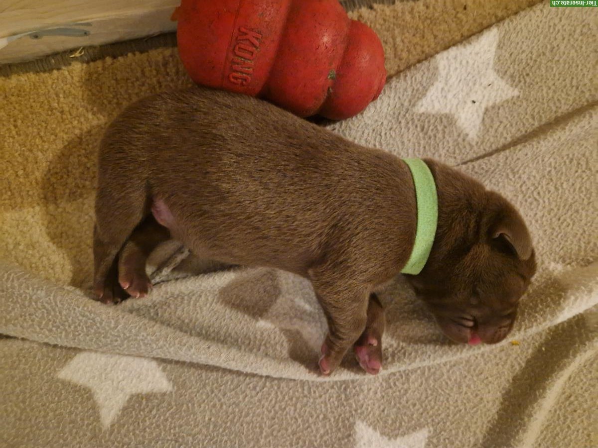 Bild 7: Reinrassiger Labrador Welpe, Rüde, braun