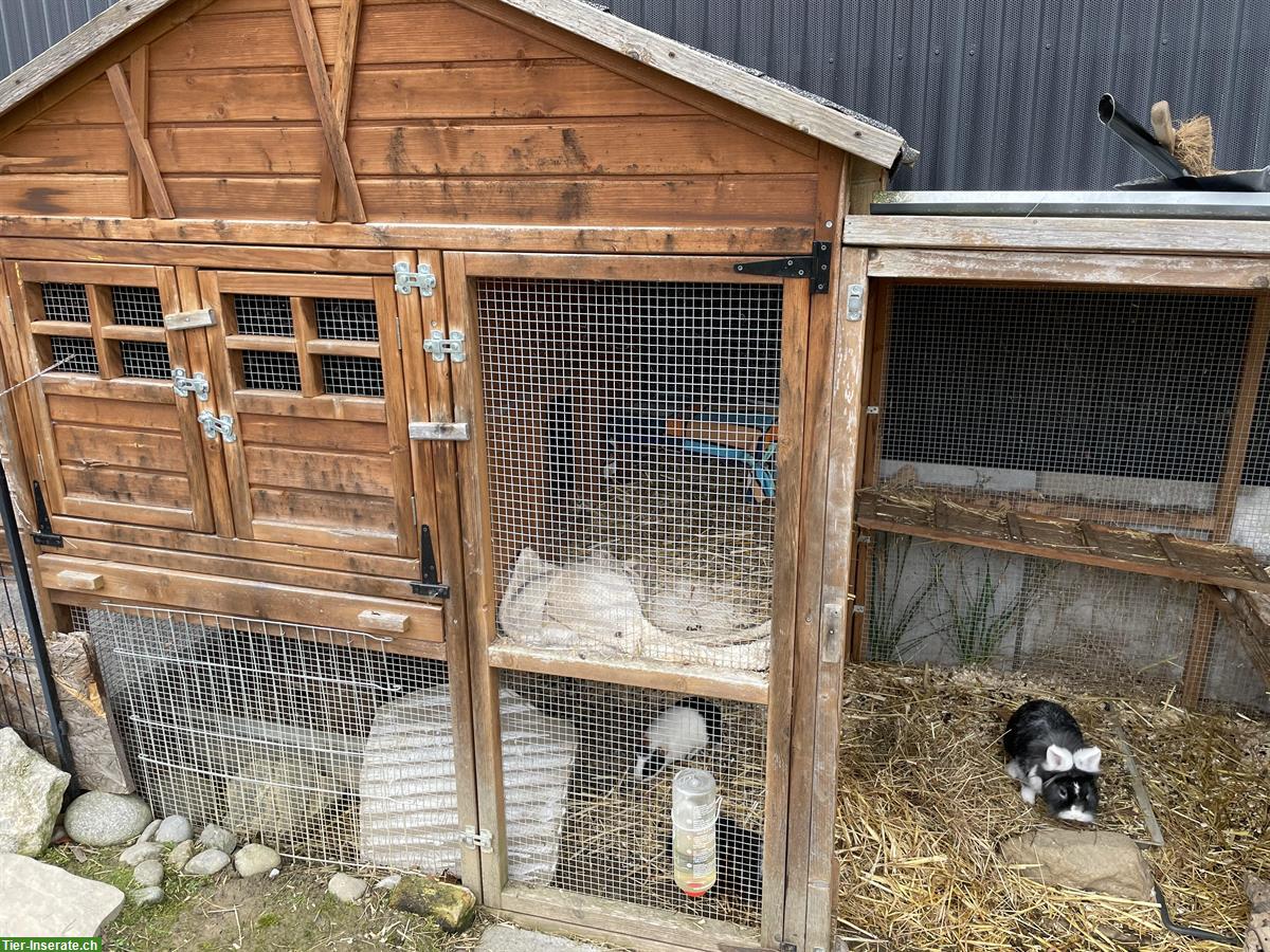 Aussengehege + 2 Löwenmähnen Kaninchen + 2 Meerschweinchen