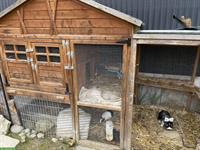 Aussengehege + 2 Löwenmähnen Kaninchen + 2 Meerschweinchen