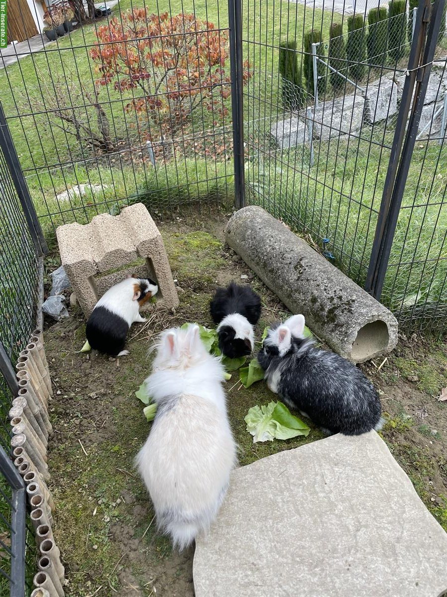 Bild 2: Aussengehege + 2 Löwenmähnen Kaninchen + 2 Meerschweinchen