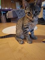 Babykatzen + 2× Kratzbaum Näpfe Katzenklo diverse Spielsachen