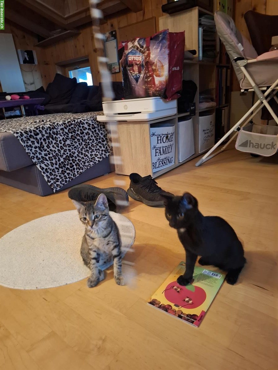 Bild 2: Babykatzen + 2× Kratzbaum Näpfe Katzenklo diverse Spielsachen