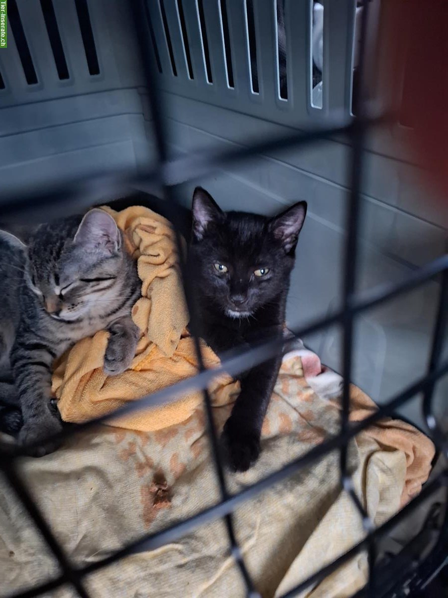 Bild 3: Babykatzen + 2× Kratzbaum Näpfe Katzenklo diverse Spielsachen