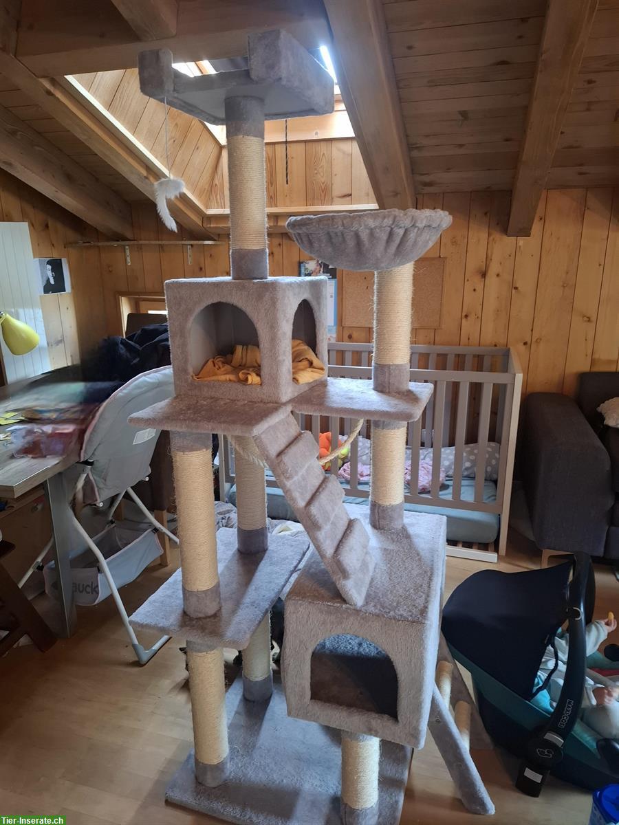 Bild 4: Babykatzen + 2× Kratzbaum Näpfe Katzenklo diverse Spielsachen