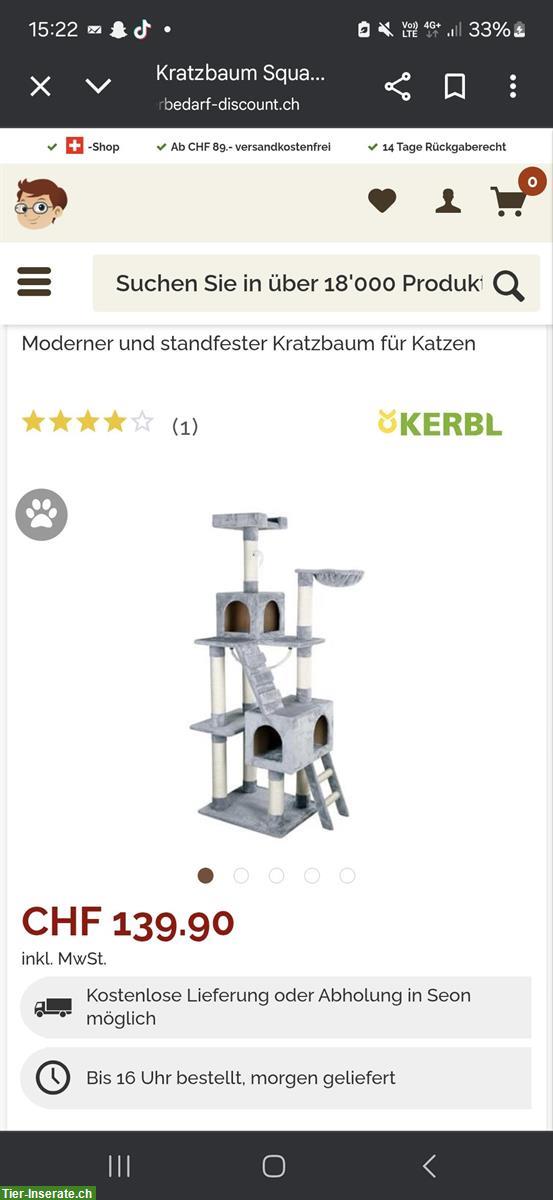 Bild 5: Babykatzen + 2× Kratzbaum Näpfe Katzenklo diverse Spielsachen