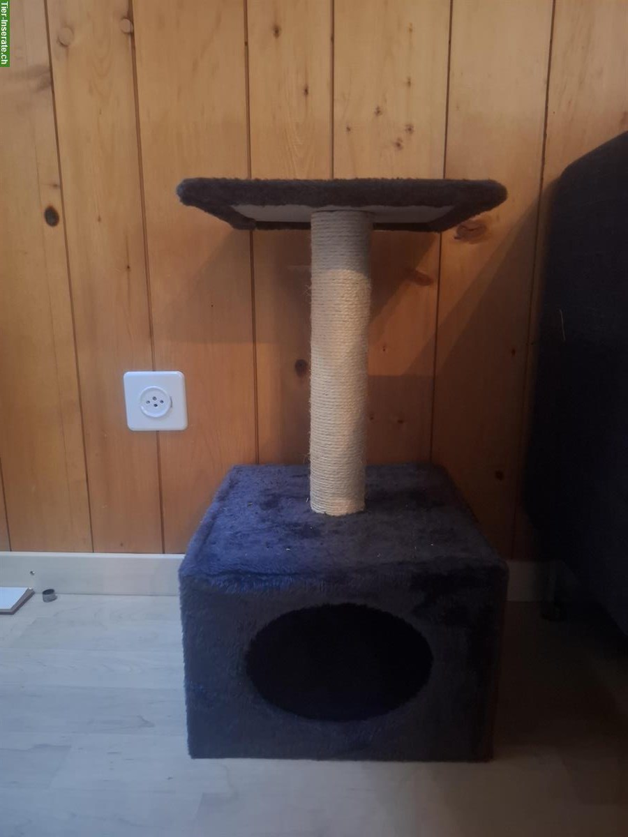 Bild 6: Babykatzen + 2× Kratzbaum Näpfe Katzenklo diverse Spielsachen