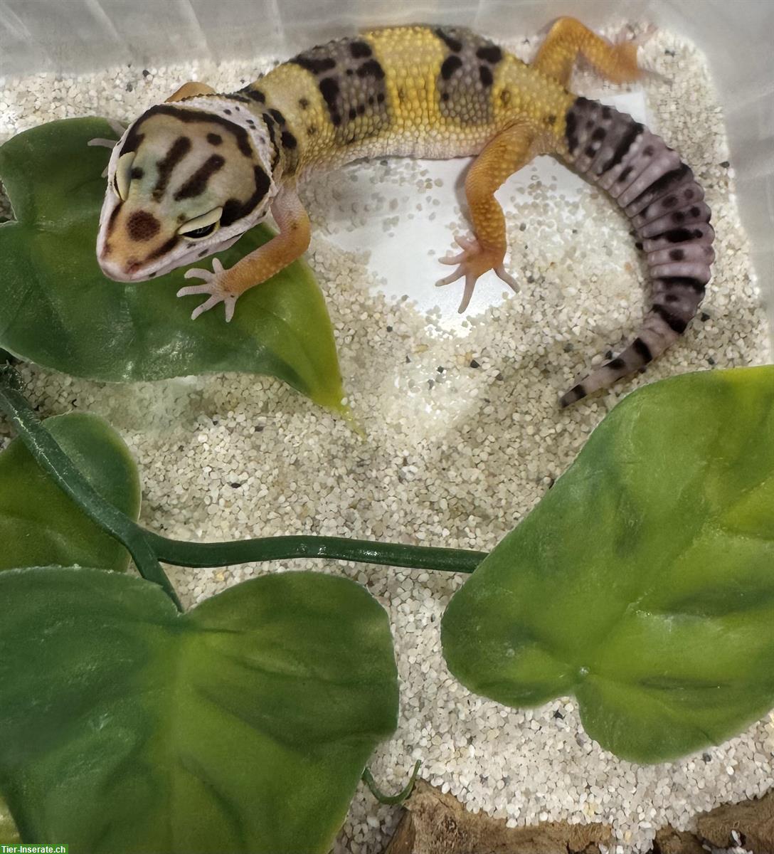 Wunderschöne Leopardgeckos zu verkaufen