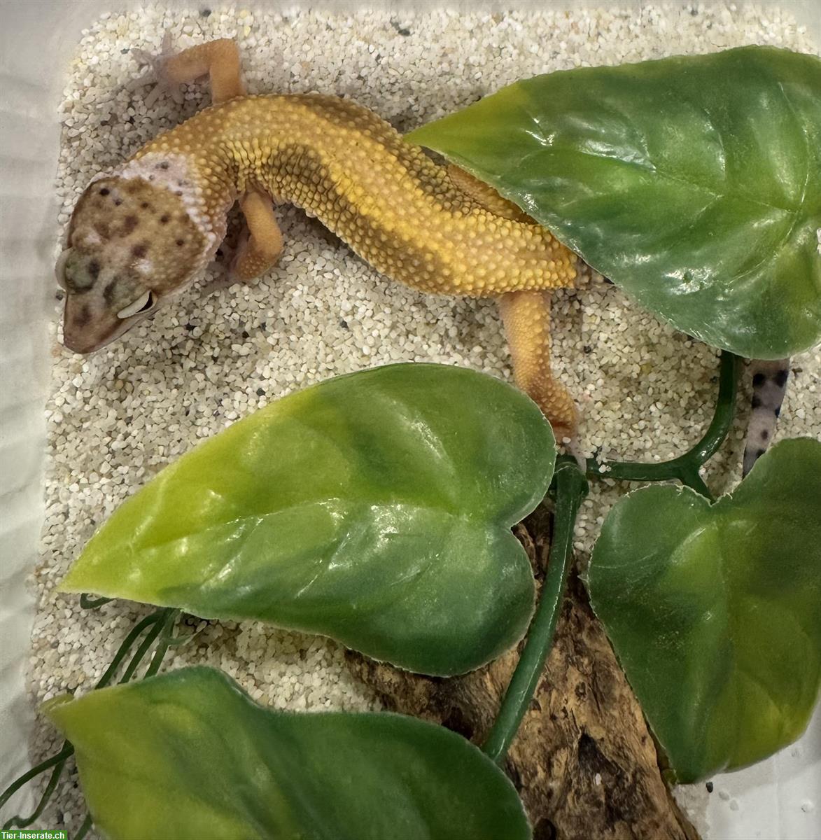 Bild 10: Wunderschöne Leopardgeckos zu verkaufen