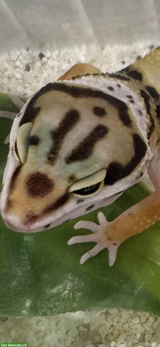 Bild 2: Wunderschöne Leopardgeckos zu verkaufen