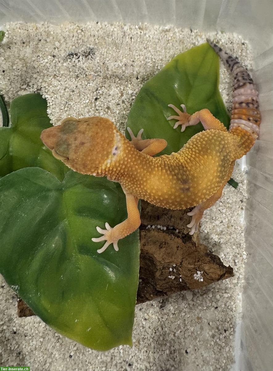 Bild 3: Wunderschöne Leopardgeckos zu verkaufen