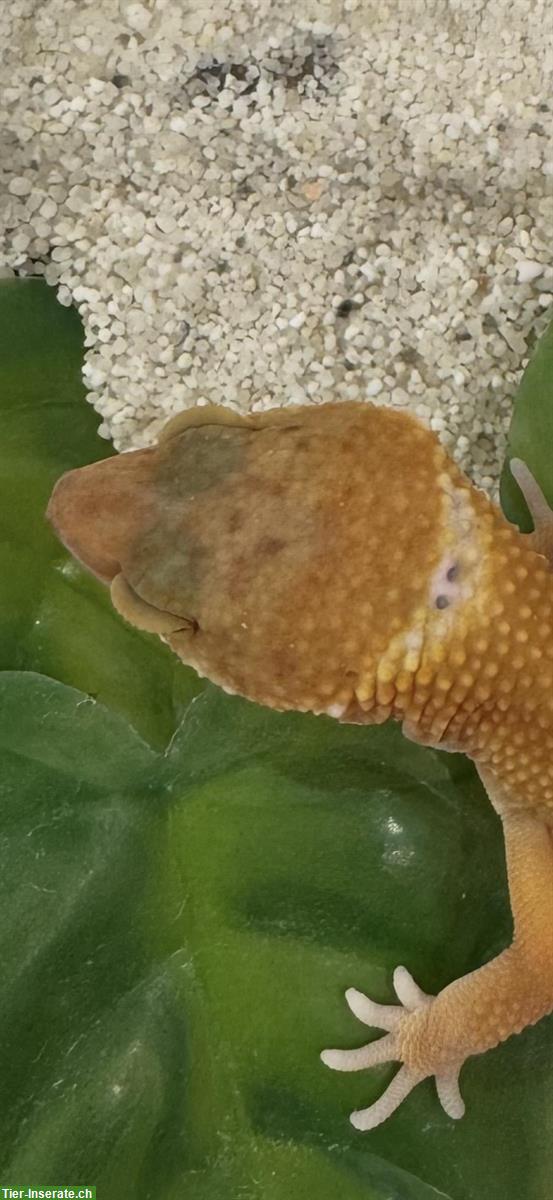 Bild 4: Wunderschöne Leopardgeckos zu verkaufen