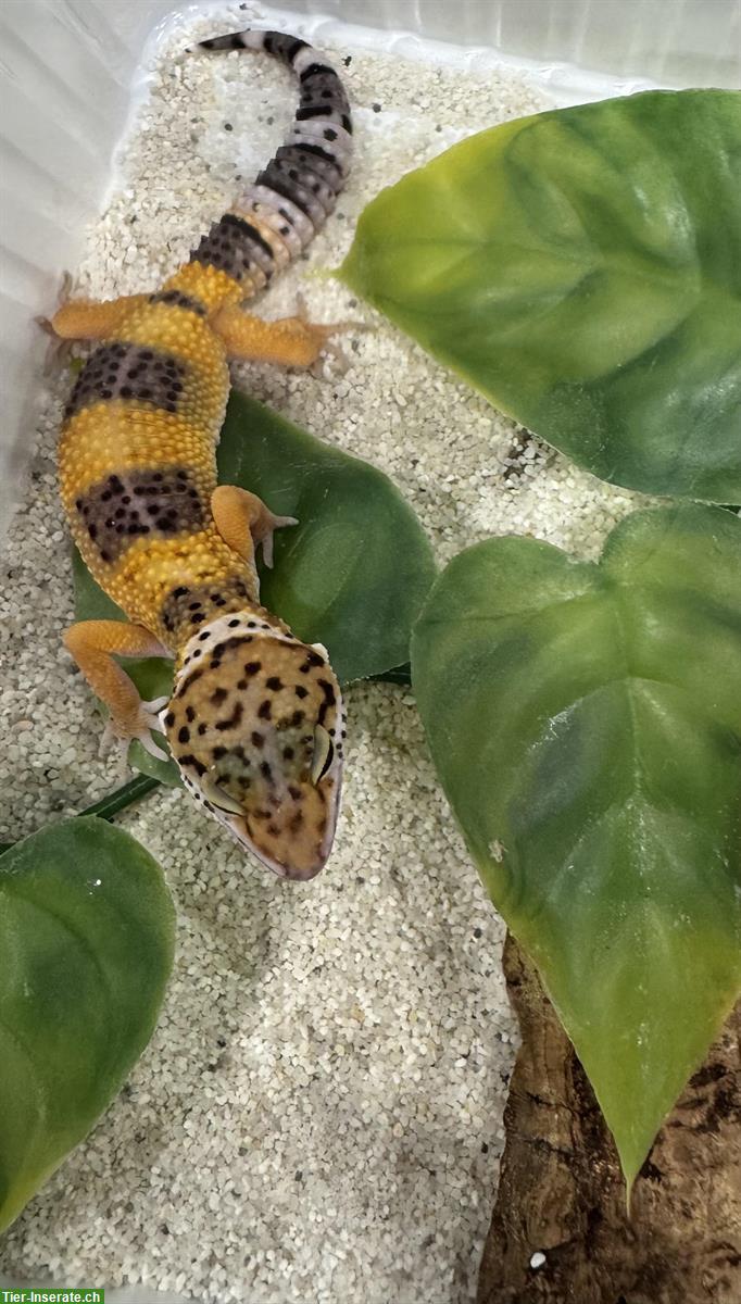 Bild 5: Wunderschöne Leopardgeckos zu verkaufen