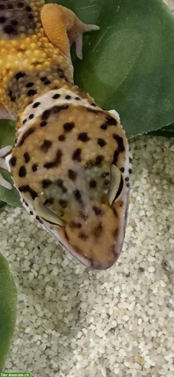 Bild 6: Wunderschöne Leopardgeckos zu verkaufen