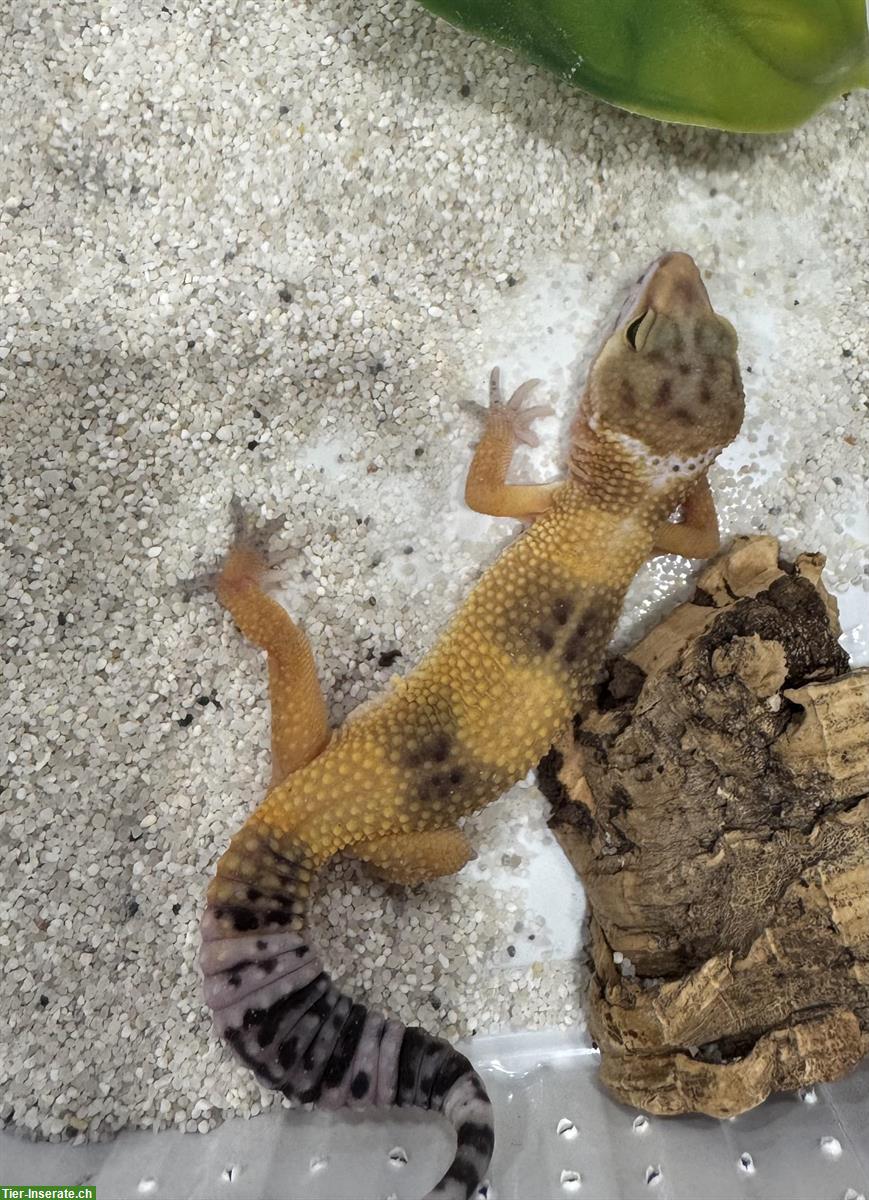 Bild 7: Wunderschöne Leopardgeckos zu verkaufen