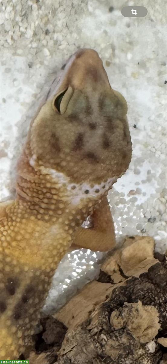 Bild 8: Wunderschöne Leopardgeckos zu verkaufen