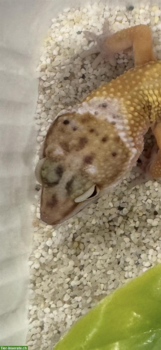 Bild 9: Wunderschöne Leopardgeckos zu verkaufen