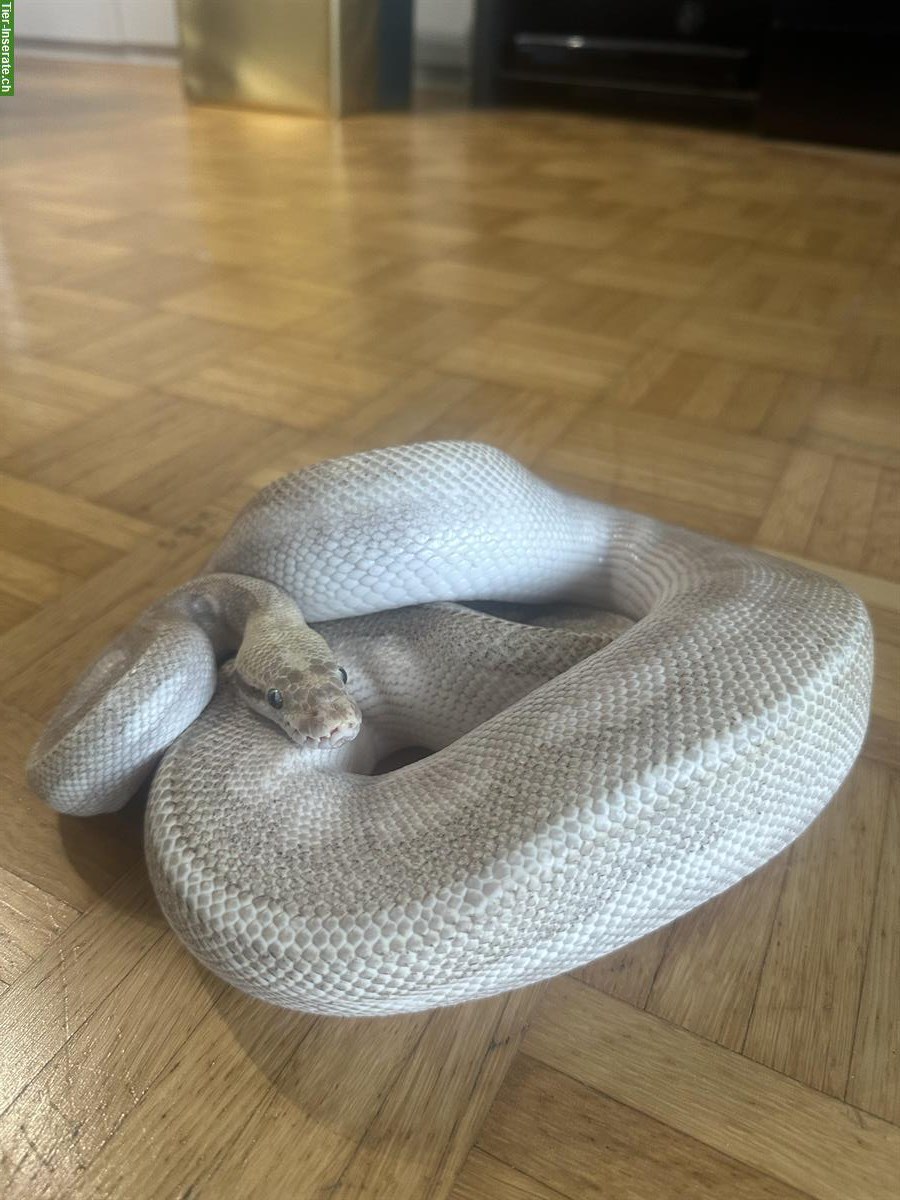 Bild 2: 1.0 Python regius Ultimate Passion zu verkaufen