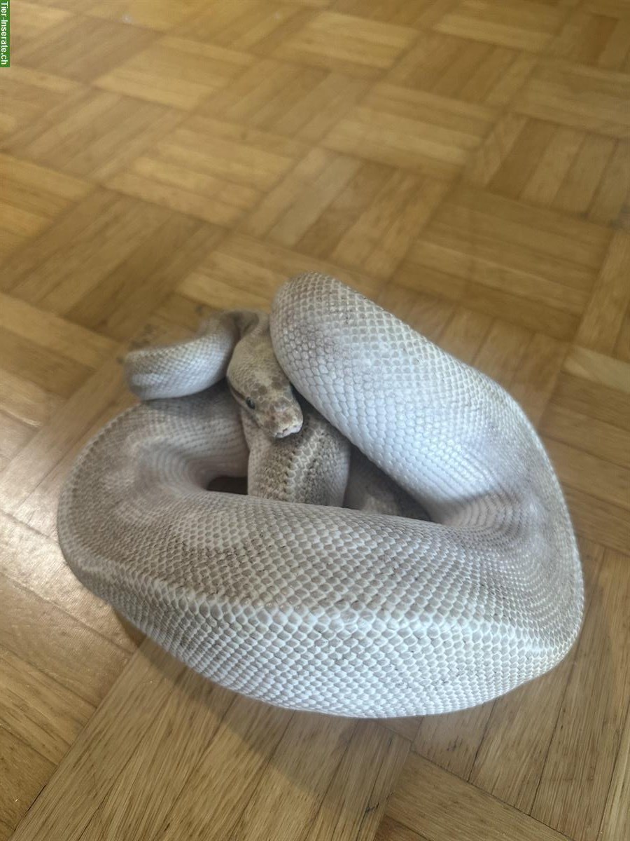 Bild 3: 1.0 Python regius Ultimate Passion zu verkaufen