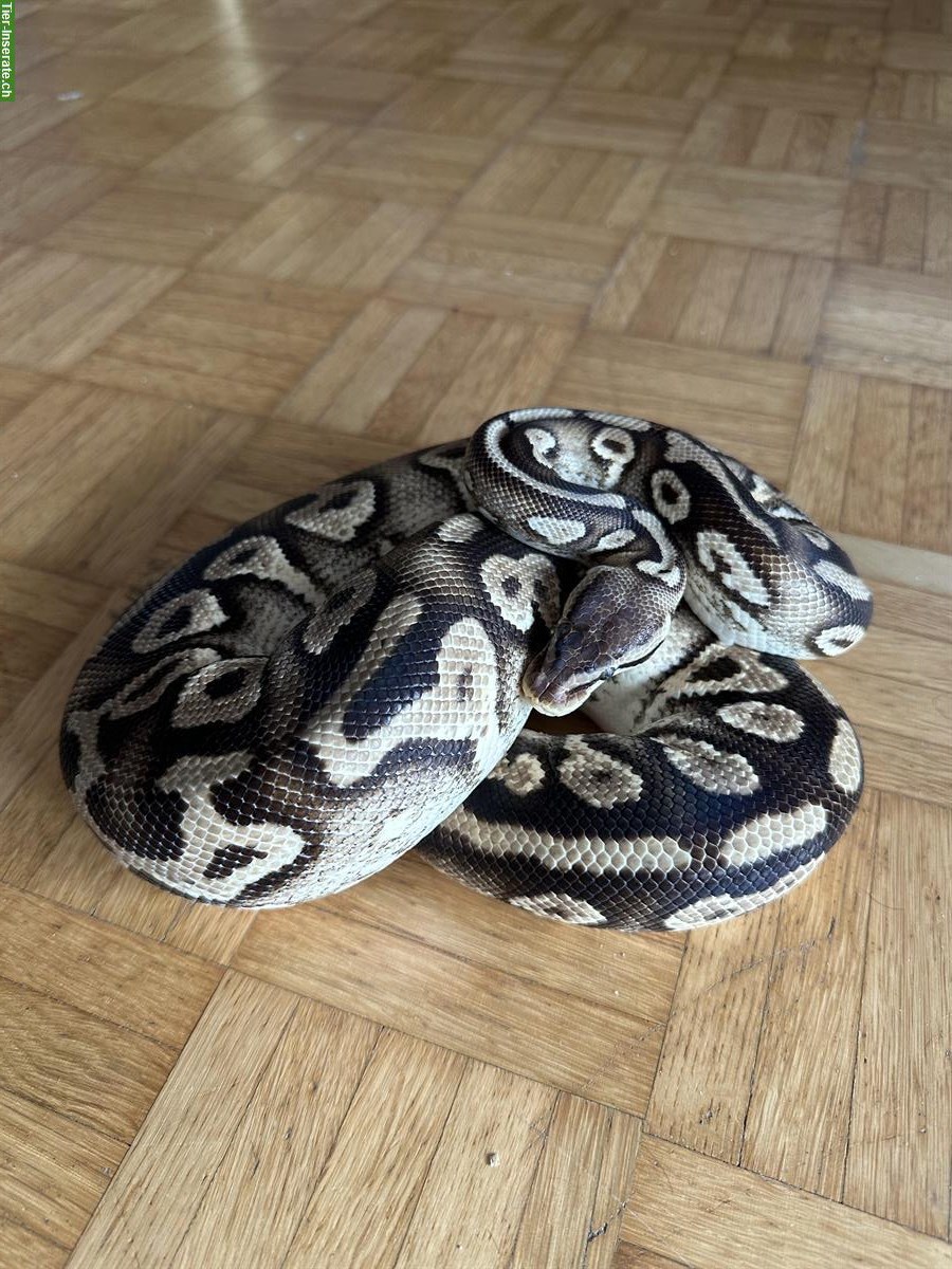0.1 Python regius Pastel Phantom Yellow Belly